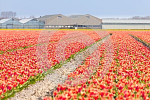 Dutch tulip fields in spring