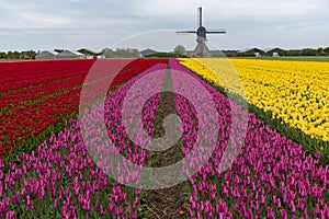 Dutch Tulip Windmill Landscape