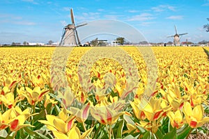 Dutch Tulip Windmill Landscape