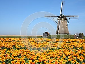 Dutch Tulip Windmill Landscape