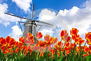 Dutch Tulip Windmill Landscape