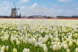 Dutch Tulip Windmill Landscape