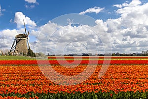 Dutch Tulip Windmill Landscape