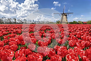 Dutch tulip windmill plantation field landscape photo