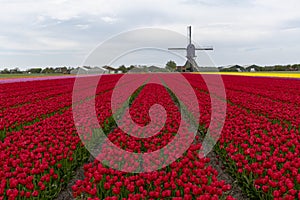 Dutch Tulip Windmill Landscape