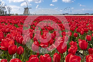 Dutch Tulip Windmill Landscape