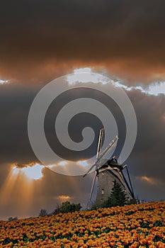 Dutch tulip windmill stormy landscape