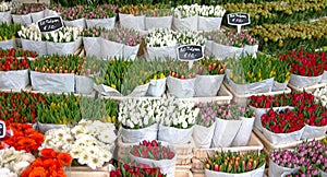 Dutch tulips