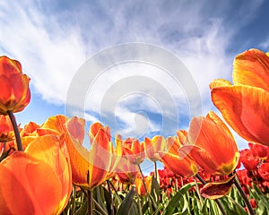 Dutch tulips against blue sky