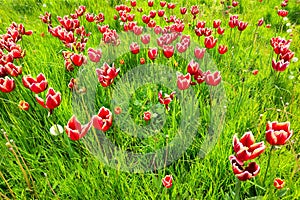Dutch tulips in a field of grass