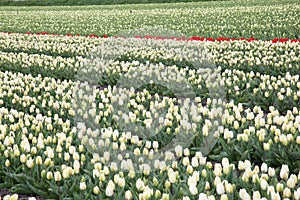 Dutch Tulips in the Field Ready for Harvest