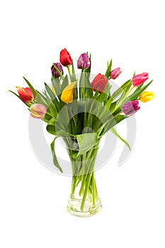 Dutch tulips in glass vase photo