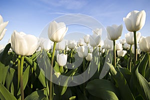 White tulip field III photo