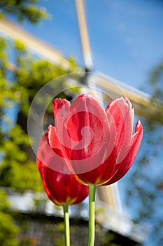 Dutch tulips photo