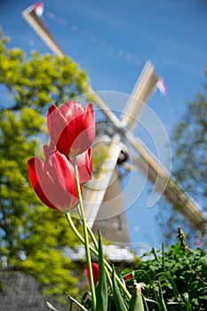 Dutch tulips photo