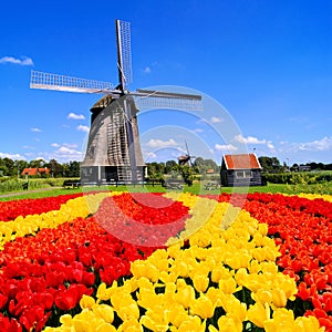 Dutch tulips and windmill