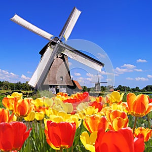 Dutch tulips and windmills