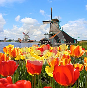 Dutch tulips and windmills