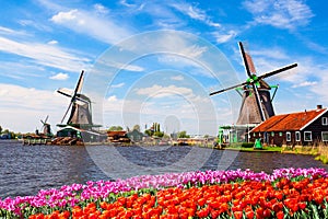 Dutch typical landscape. Traditional old dutch windmills with house, blue sky near river with tulips flowers flowerbed in the