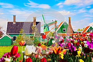 Dutch typical landscape. Traditional old dutch windmill and green houses Zaanse Schans village with tulips flowers flowerbed in