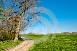 Dutch walking trail along lush green fields and small forests