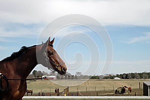 Dutch Warmblood mare profile