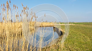 Dutch waterlandscape with reed along the water