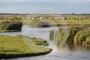Dutch wetland with horses in National Park Oostvaardersplassen