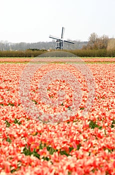 Dutch wind mill and red tulip fields