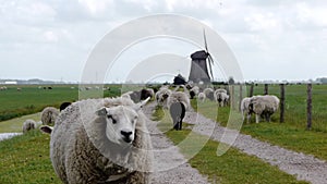 Dutch wind mill with sheep