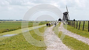 Dutch wind mill and sheep in distance