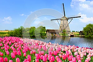 Dutch windmill along a canal with pink tulip flowers, Netherlands