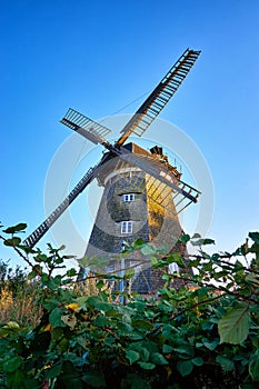 Dutch windmill behind a thorn bush, in Benz on the island of Usedom. Germany