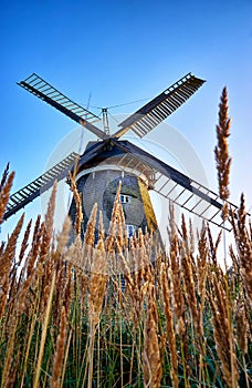 Dutch windmill in corn field on Usedom. Germany