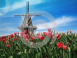 Dutch windmill and display of tulips