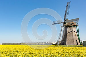 Dutch windmill in a field of yellow daffodils