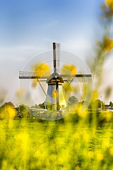 Dutch Windmill In Front of The Canal With Yellow Flowers in Frame. Located in Traditional Village in Holland, The Netherlands.