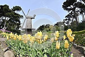 Dutch Windmill Golden Gate Park San Francisco 7