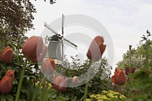 Dutch windmill over rows of tulips field