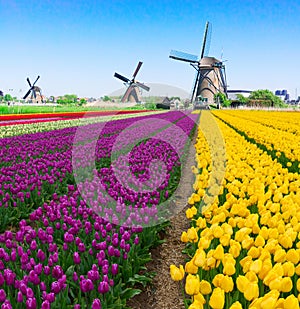 dutch windmill over tulips field