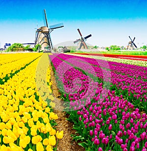 dutch windmill over tulips field