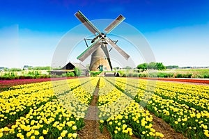 dutch windmill over tulips field