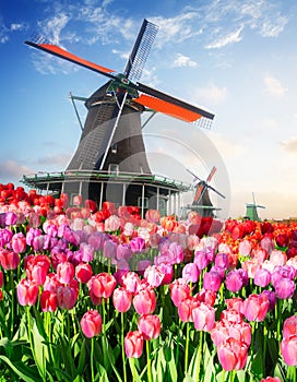 dutch windmill over tulips field