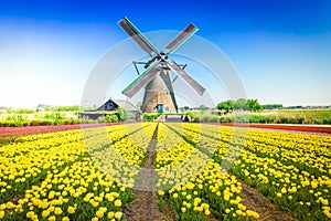 dutch windmill over tulips field