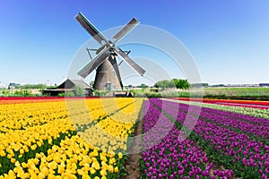 dutch windmill over tulips field