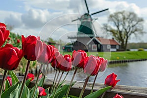 dutch windmill over tulips field