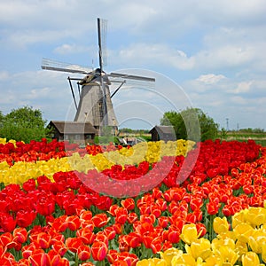 Dutch windmill over tulips field