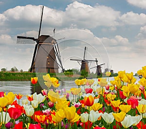 Dutch windmill over tulips field