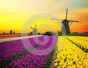 Holandský veterný mlyn cez tulipány 