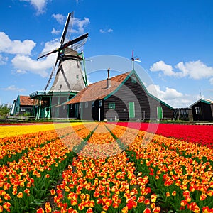 Dutch windmill over tulips field photo